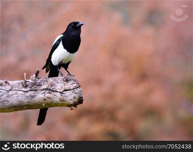 Magpie perched on a tree on brown background.