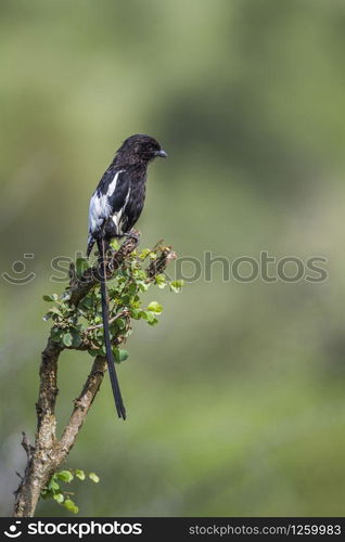 Magpie Shrike isolated in natural background in Kruger National park, South Africa ; Specie Urolestes melanoleucus family of Laniidae. Magpie Shrike in Kruger National park, South Africa