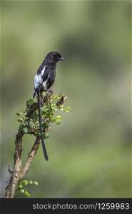 Magpie Shrike isolated in natural background in Kruger National park, South Africa ; Specie Urolestes melanoleucus family of Laniidae. Magpie Shrike in Kruger National park, South Africa