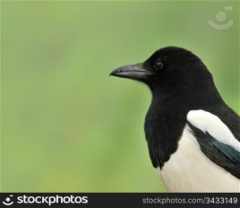 Magpie with green background.