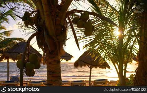 Mahahual Caribbean beach sunrise palm trees in Costa Maya of Mayan Mexico