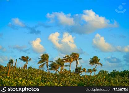 Mahahual Caribbean palm trees jungle in Costa Maya of Mayan Mexico