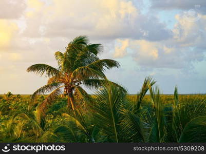 Mahahual Caribbean palm trees jungle in Costa Maya of Mayan Mexico