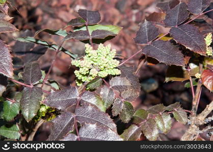 Mahonia aquifolium evergreen shrubs, the genus Mahonia