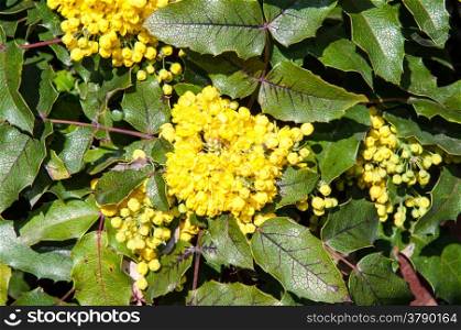 Mahonia aquifolium evergreen shrubs, the genus Mahonia