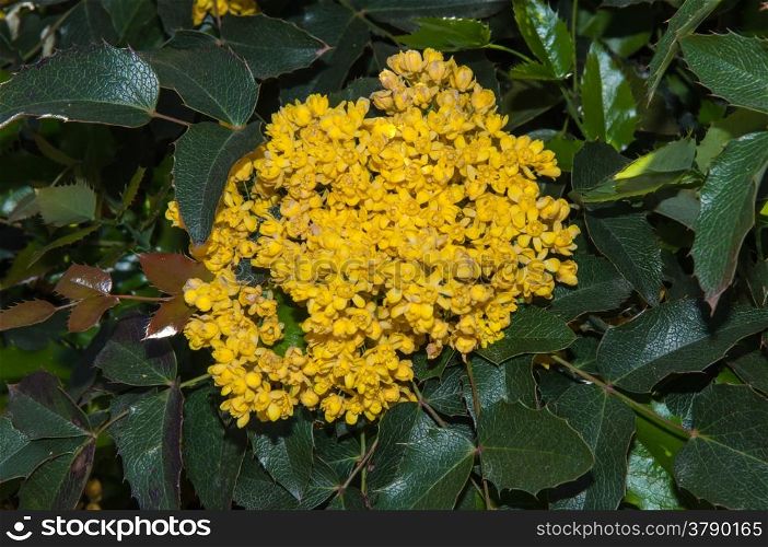Mahonia aquifolium evergreen shrubs, the genus Mahonia