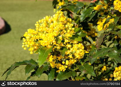 Mahonia aquifolium evergreen shrubs, the genus Mahonia