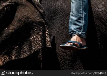 Mahout on elephant back.close up for leg