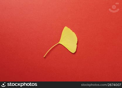 Maidenhair tree