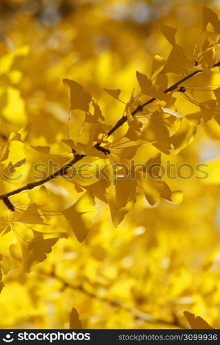 Maidenhair tree