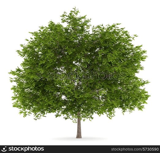 maidenhair tree isolated on white background
