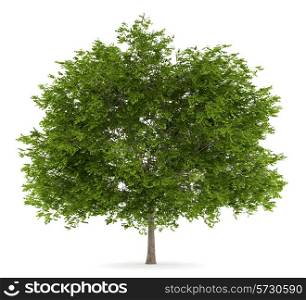 maidenhair tree isolated on white background