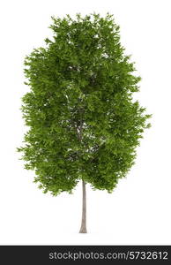 maidenhair tree isolated on white background