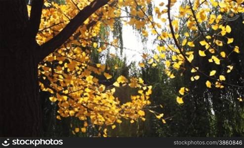 maidenhair tree leaves joggling in wind in autumn