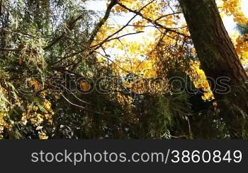 maidenhair tree leaves joggling in wind in autumn