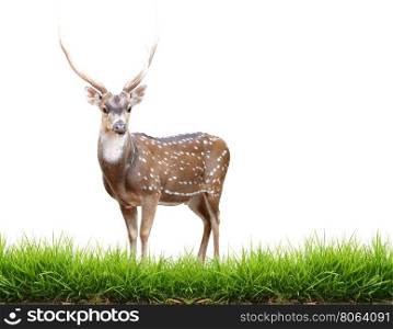 maie axis deer with green grass isolated
