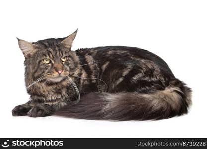 maine coon, black tabby cat. maine coon, black tabby cat in front of a white background