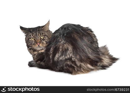 maine coon, black tabby cat. maine coon, black tabby cat in front of a white background