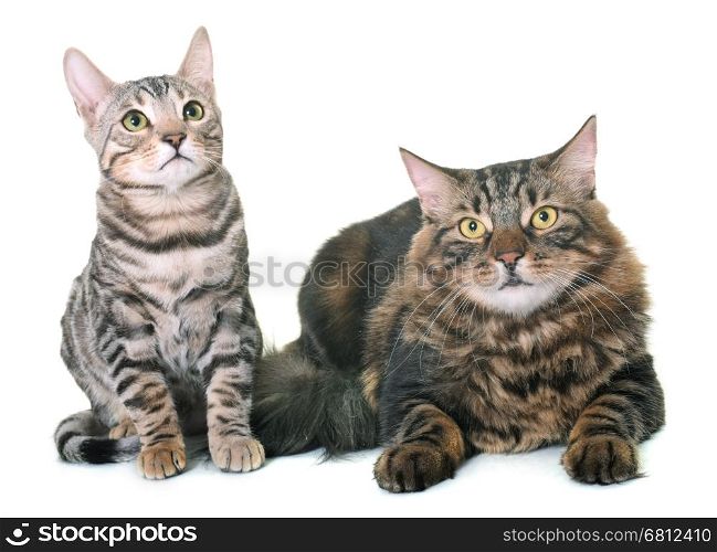 maine coon cat and bengal kitten in front of white background