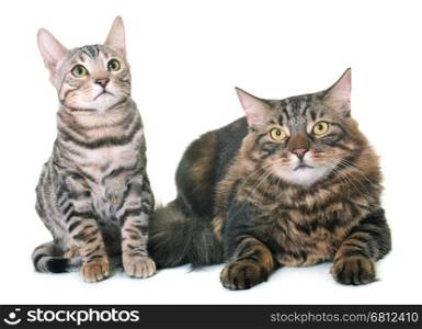 maine coon cat and bengal kitten in front of white background