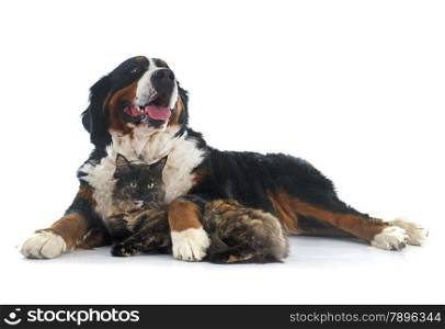 maine coon cat and bernese mountain dog in front of white background