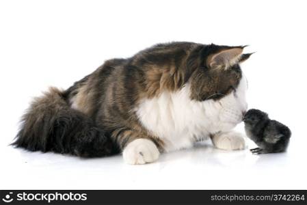 maine coon cat and chick in front of white background