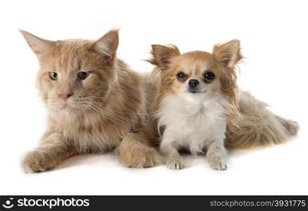 maine coon cat and chihuahua in front of white background