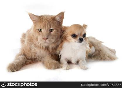 maine coon cat and chihuahua in front of white background