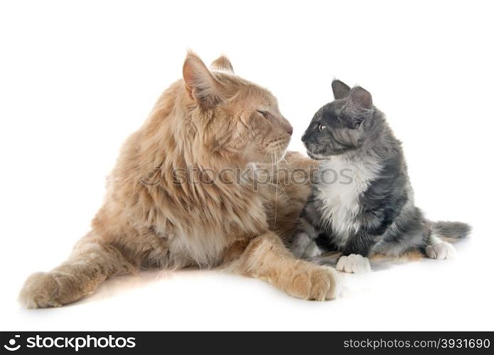maine coon cat and kitten in front of white background