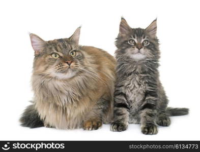 maine coon cat and kitten in front of white background