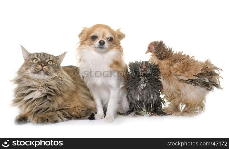maine coon cat, chicken and chihuahua in front of white background