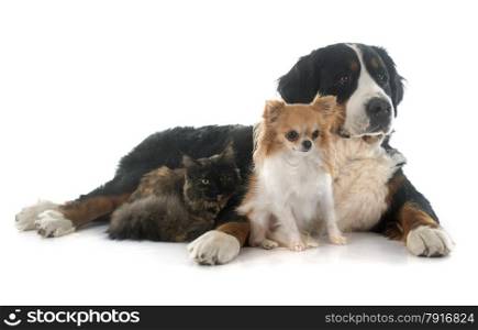 maine coon cat , chihuahua and bernese mountain dog in front of white background