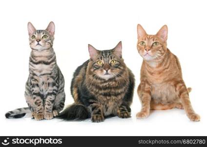 maine coon cat, ginger cat and bengal kitten in front of white background