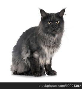 maine coon cat in front of white background