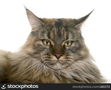 maine coon cat in front of white background