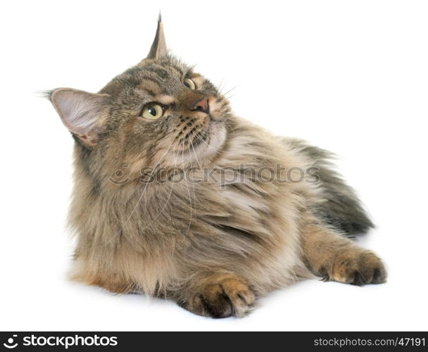 maine coon cat in front of white background