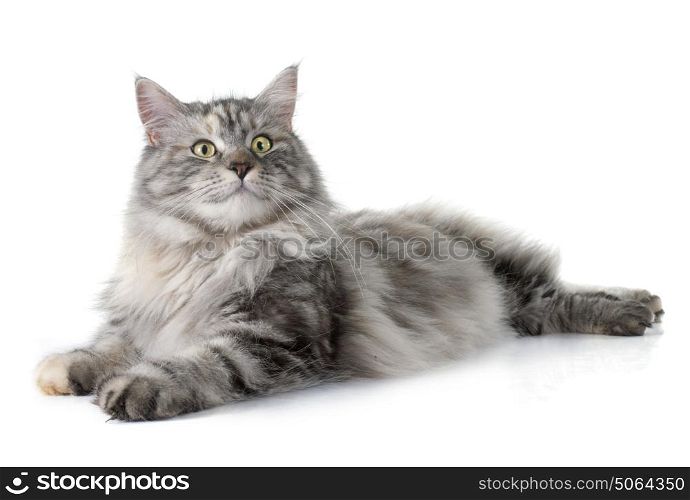 maine coon cat in front of white background