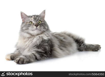 maine coon cat in front of white background