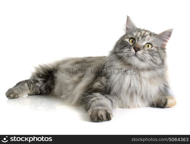 maine coon cat in front of white background