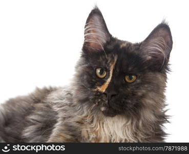 Maine Coon cat isolated on white background