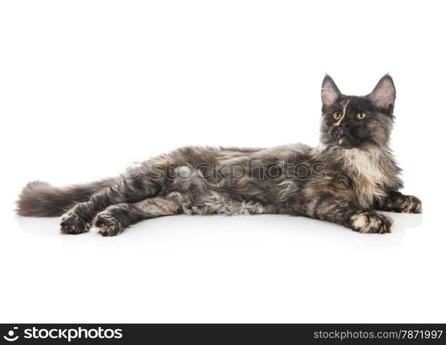Maine Coon cat isolated on white background