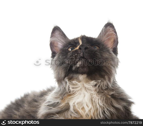 Maine Coon cat isolated on white background