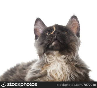 Maine Coon cat isolated on white background