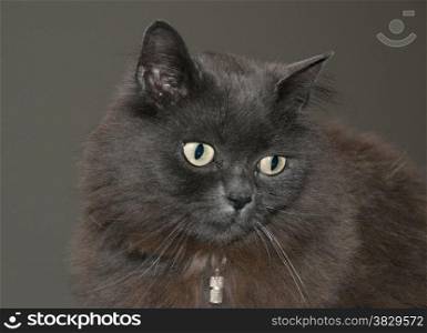 maine coon cat with brown background