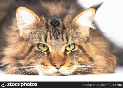 Maine coon cat with chin resting on the ground