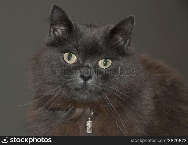 maine coon cat with green eyes