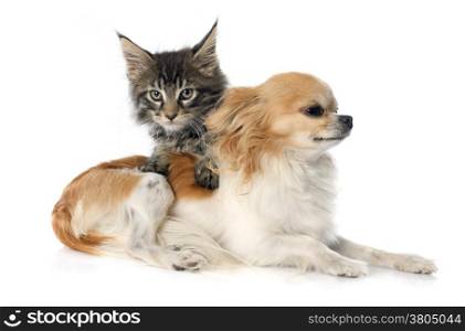maine coon kitten and chihuahua in front of white background