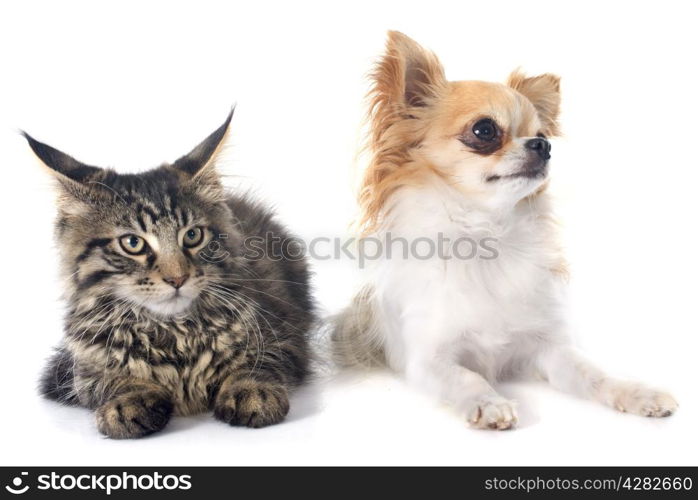 maine coon kitten and chihuahua in front of white background