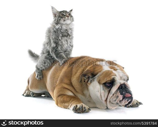 maine coon kitten and english bulldog in front of white background