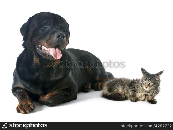 maine coon kitten and rottweiler in front of white background